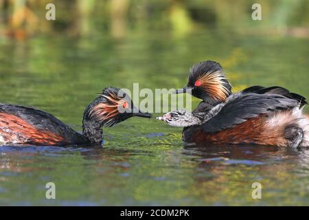 Grebe a collo nero (Podiceps nigricollis), coppia di nuoto con pulcino, pulcino è alimentato, Paesi Bassi, Groningen Foto Stock