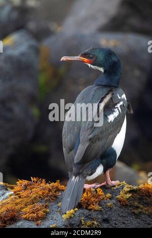 Campbell Shag (Phalacrocorax campbelli, Leucocarbo campelli), che pervono sulla costa rocciosa, che si affaccia sulle sue spalle, Nuova Zelanda, Campbell Foto Stock