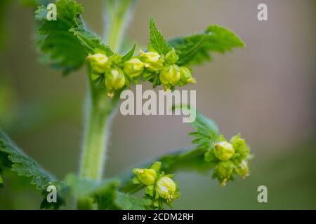 Figwort giallo (Scrophularia vernalis), fioritura, Paesi Bassi Foto Stock