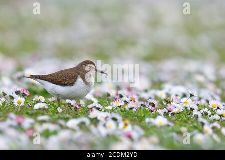 Sandpiper comune (Tringa hypoleucos, Actitis hypoleucos), sul mangime tra margherite, Paesi Bassi, Parco Nazionale di Lauwersmeer Foto Stock