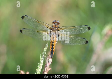 Dragonfly sciatore scarso, libellula scarsa (Libellula fulva), femmina si siede su una lama di erba, Paesi Bassi, Overijssel, Weerribben-Wieden National Foto Stock