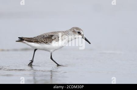 western Sandpiper (Calidris mauri), primo inverno a piedi sulla spiaggia, vista laterale, Stati Uniti, New Jersey, Stone Harbor Foto Stock