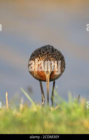 godwit dalla coda nera (Limosa limosa), foraggio maschile in un prato, Paesi Bassi, Frisia Foto Stock