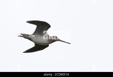 La snipe di Wilson (Gallinago delicata), in volo, USA, New Jersey Foto Stock