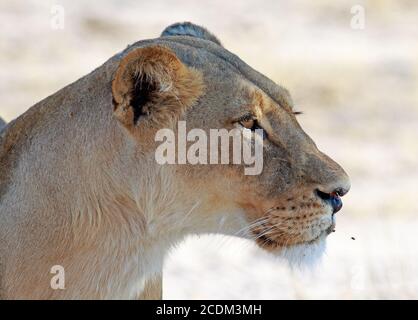 Profilo laterale di una Lionessa africana con uno sfondo bokeh piano - mosche sono visibili intorno alla bocca. Parco nazionale di Hwange, Zimbabwe Foto Stock