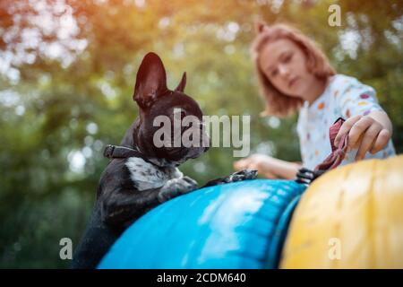 ragazza giocare con carino piccolo frenchie bulldog cucciolo nel parco in estate Foto Stock