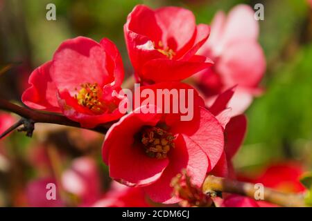 Sbocciato tree - Chaenomeles japonica. Cotogno giapponese branch - a fioritura primaverile Foto Stock