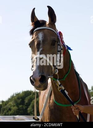 Ritratto di cavallo. Foto Stock