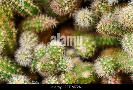 Dettaglio closeup - grappolo di cactus che crescono insieme, capelli spine sottili, solo pochi in fuoco Foto Stock