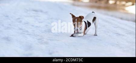 Piccolo Jack Russell terrier camminare sulla neve di fusione, tenendo il bastone di legno in bocca in una giornata di primavera soleggiata Foto Stock