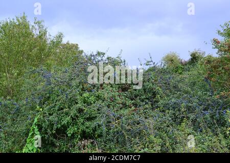 Sloe sul cespuglio di spina nera a Cliffe nel nord Kent, alla fine di agosto Foto Stock