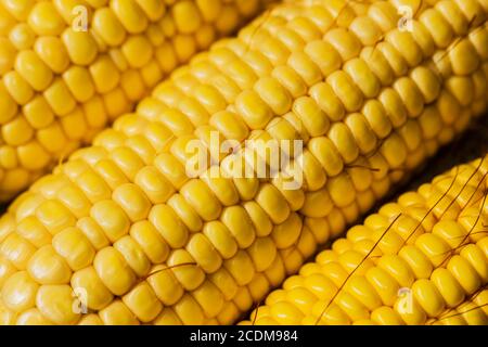 Spighe di grano fresco. Close up di mais dolce Foto Stock