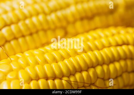 Spighe di grano fresco. Close up di mais dolce Foto Stock
