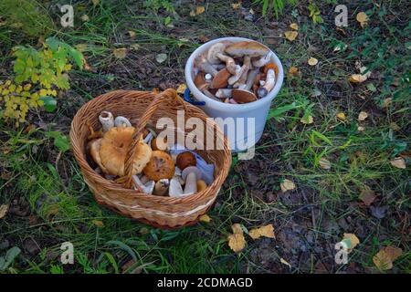 Cesto di vimini con funghi della foresta appena raccolti sul primo piano dell'erba. Foto Stock