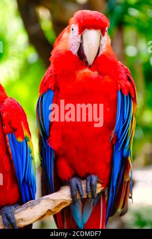 Scarlatto macaw appollaiato su un ramo con un out of fuoco sfondo di vegetazione Foto Stock