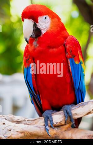 Scarlatto macaw appollaiato su un ramo con un out of fuoco sfondo di vegetazione Foto Stock