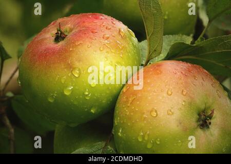 Schoene aepfel am Baum, Germania Foto Stock