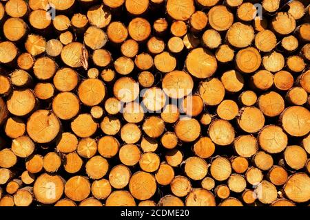 Pila di tronchi sega, Sassonia, tedesco Foto Stock
