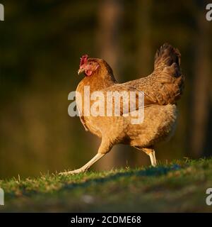 Pollo domestico (gallus gallus domesticus), gallina corre in un prato, allevamento libero, Baviera, Germania Foto Stock