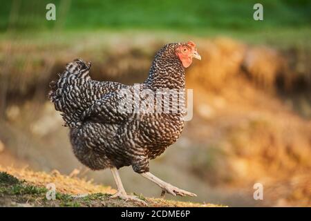 Pollo domestico (gallus gallus domesticus), gallina corre in un prato, allevamento libero, Baviera, Germania Foto Stock