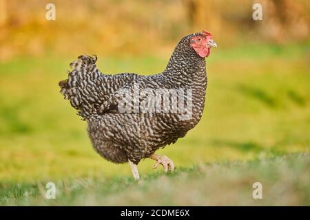 Pollo domestico (gallus gallus domesticus), gallina corre in un prato, allevamento libero, Baviera, Germania, Europa Foto Stock