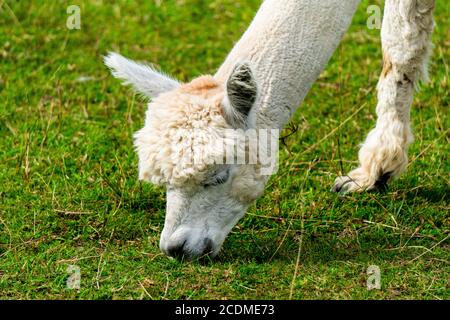 Simpatico peruviano rifinito Alpaca sulla fattoria di Alpaca in Estonia del Sud. Foto Stock