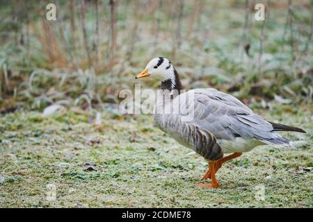 L'oca a testa di barra (Anser indicus) in un prato con brina, Baviera, Germania Foto Stock