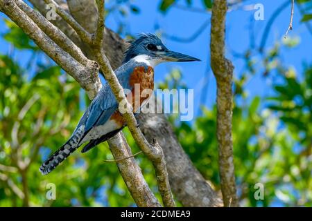 Martin pescatore ad anello (Megaceryle torquata), Pantanal, Mato Grosso, Brasile Foto Stock