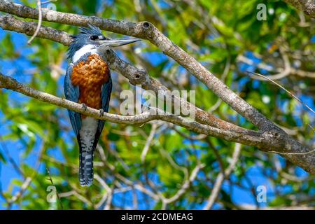 Martin pescatore ad anello (Megaceryle torquata), Pantanal, Mato Grosso, Brasile Foto Stock