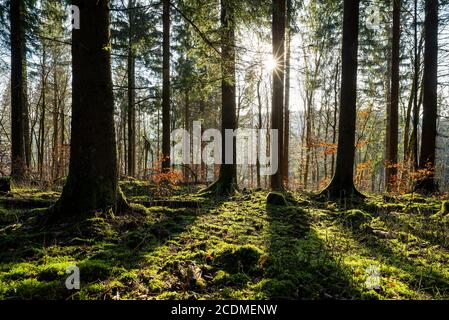 Foresta di abete (Picea abies) in controluce con stella solare, Foresta Turingia, Turingia, Germania Foto Stock