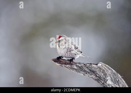 Comune redpoll (Carduelis flammea ), femmina, splendido abito, in piedi su ramo, nevicata, Finlandia settentrionale, Finlandia Foto Stock