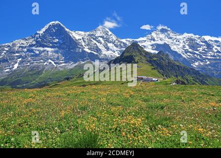 Prato montano sul Maennlichen con il trionfale del massiccio dell'Eiger, Moench e Jungfrau, Wengen, Jungfrau, Oberland Bernese, Canton Foto Stock