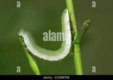 Punta d'arancia (cardamine di Anthocharis) il bruco mangia il razzo d'aglio (Alliariapetiolata), Baden-Wuerttemberg, Germania Foto Stock