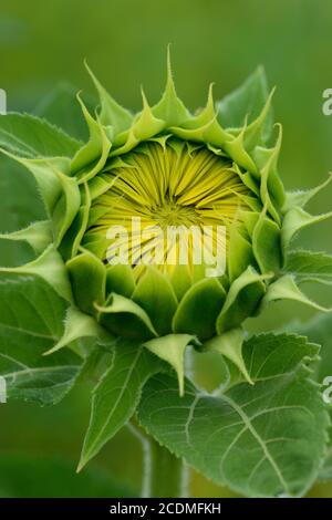 Germoglio di apertura di un girasole (Helianthus annuus), Germania Foto Stock