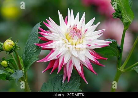 Semi-cactus Dahlia cultivar sorbetto (Dahlia cultivar sorbetto), fiore, Germania Foto Stock