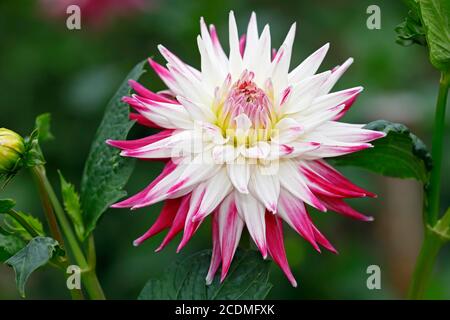 Semi-cactus Dahlia cultivar sorbetto (Dahlia cultivar sorbetto), fiore, Germania Foto Stock