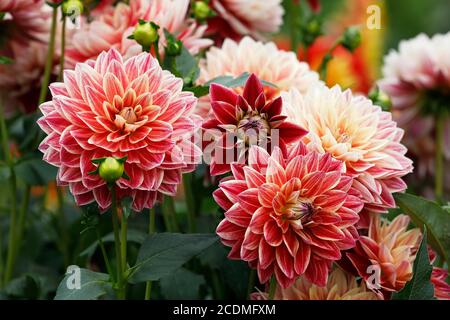 Bettina Tietjen (Dahlia cultivar Bettina Tietjen), fiore, Germania Foto Stock