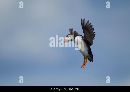 Puffin Atlantico (Fratercla arctica) uccello adulto che entra in terra, isole Farne, Northumberland, Inghilterra, Regno Unito Foto Stock