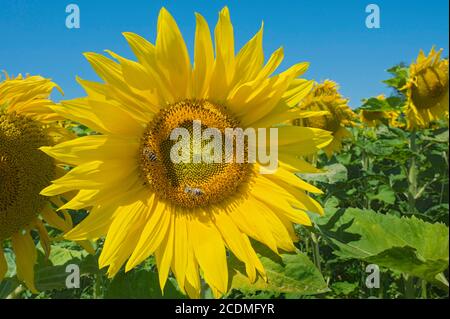 Girasole (Helianthus annuus) con occidentale (Apis mellifera), alta Baviera, Baviera, Germania Foto Stock