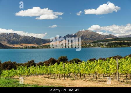 Vigneti sul lago Wanaka in estate, Otago, Isola del Sud, Nuova Zelanda Foto Stock