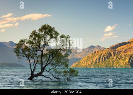 Willow (Salix) nel lago Wanaka alla luce della sera, Monte-aspirante Parco Nazionale, Patrimonio Mondiale dell'UNESCO, Otago, Isola del Sud, Nuova Zelanda Foto Stock