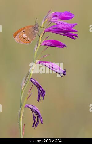 Estorsione (Coenonympha glicerion) a Sumpfgladiole, Baviera, Germania Foto Stock