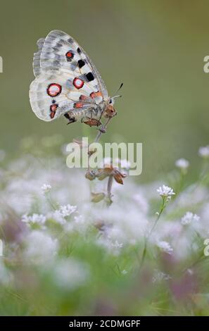 Apollo (Parnassius apollo) seduta su fiore bianco, Baviera, Germania Foto Stock