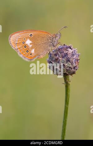 Uccello prato rosso-marrone (glicerione Coenonympha) al posto letto, Baviera, Germania Foto Stock