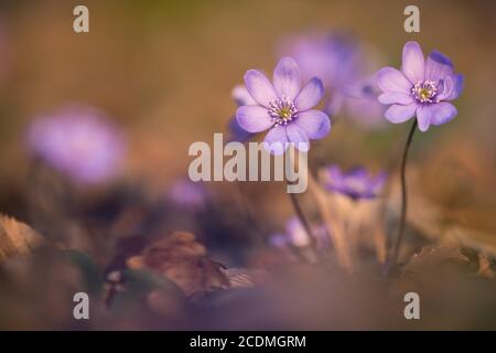 Liverwort (Hepatica nobilis) fiorente in una faggeta, Baviera, Germania Foto Stock