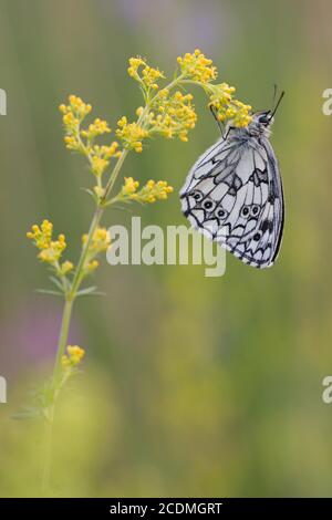 Bianco marmorizzato (Melanargia galatea ) seduto su piante da fiore, Baviera, Germania Foto Stock