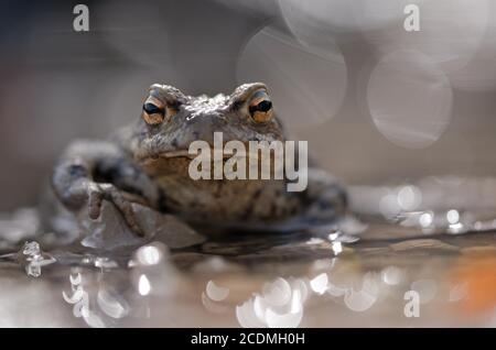 Toad comune (bufo bufo) seduto in una pozza, Baviera, Germania Foto Stock