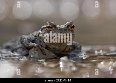 Toad comune (bufo bufo) seduto in una pozza, Baviera, Germania Foto Stock