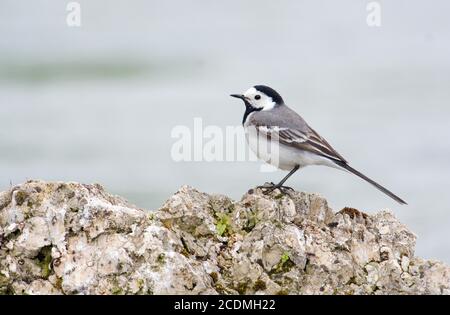 Coda bianca (Motacilla alba) seduta su una pietra, Baviera, Germania Foto Stock