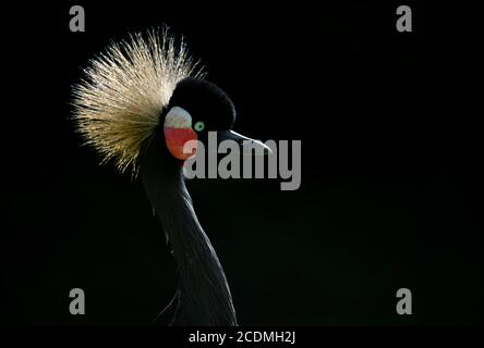 Gru a corona grigia (Baleari regolorum), ritratto di animali, prigioniera, Stoccarda, Baden-Wuerttemberg, Germania Foto Stock